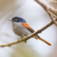 Mascarene Paradise-Flycatcher